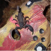 Sumatra Cave Scorpion (Chaerilus species 'sumatra') Adult female